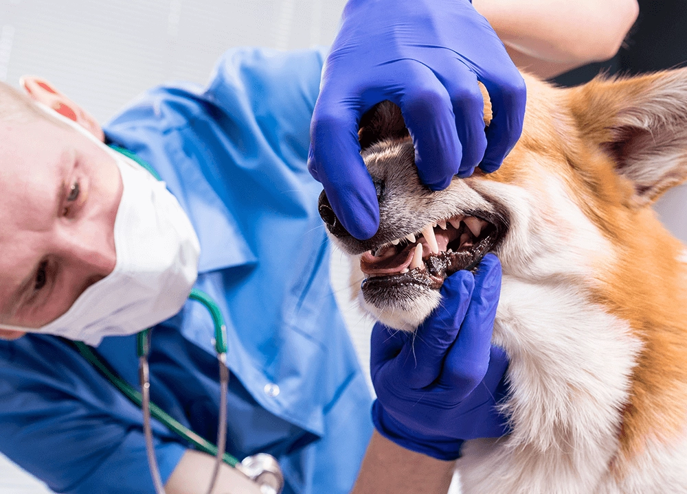 Dental