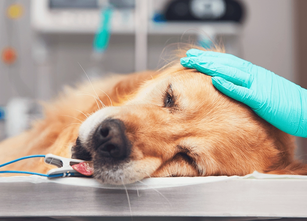End of Life Care
