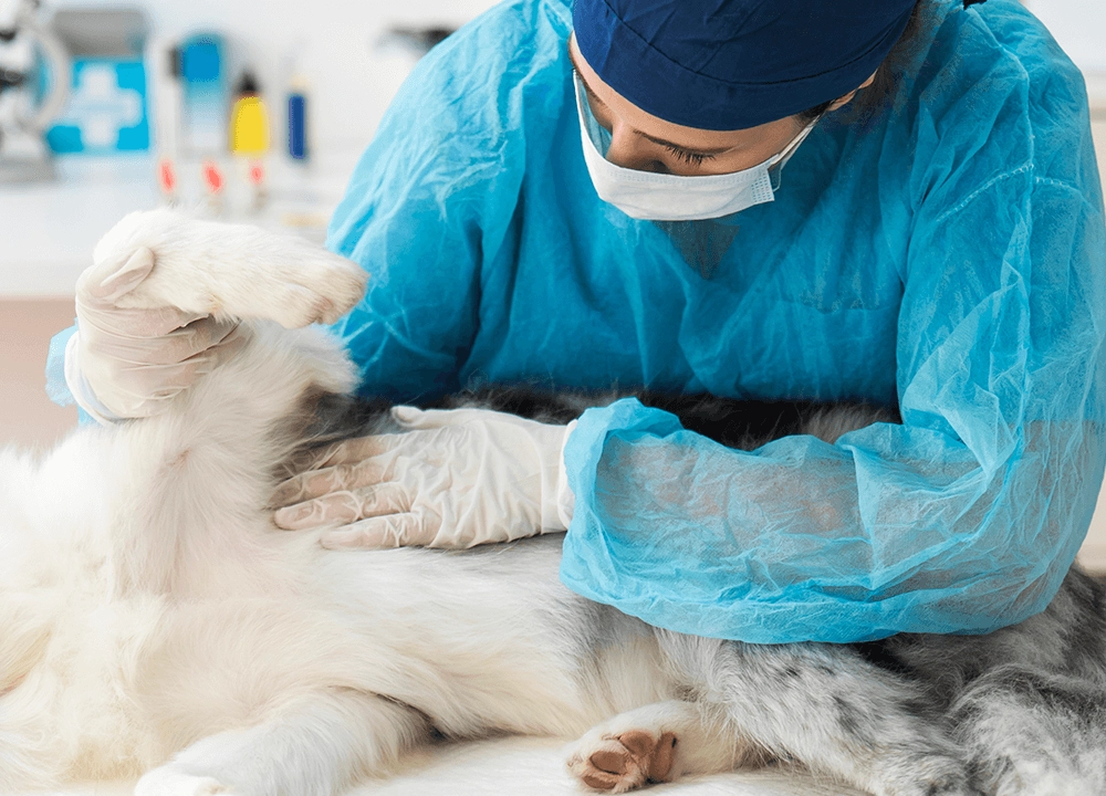 Spay/Neuter
