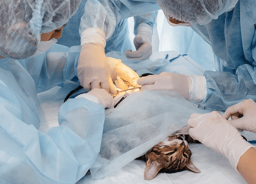 Surgery
